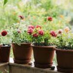 Kumpulan Jenis Tanaman Hias Bunga Cocok Menghiasi Rumah Anda