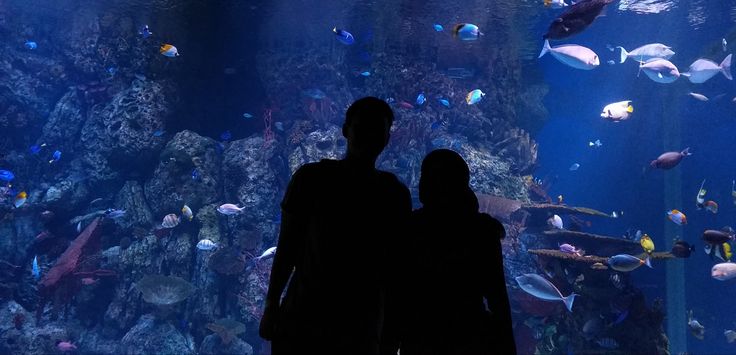 kegiatan seru di jakarta aquarium dan safari